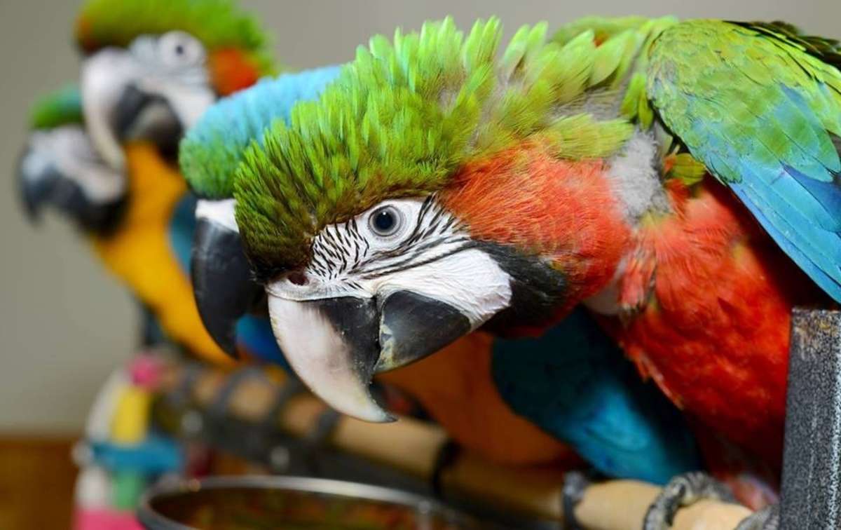 Top Breeders Of African grey ,macaws ,parrots and cockatoos.